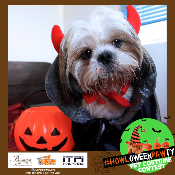 One of the entries in Primavera's #HOWLoweenPAWty pet costume contest. Vote for your favorite entries HERE.